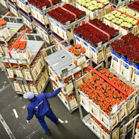 Moederdag zorgt voor drukte op bloemenveiling