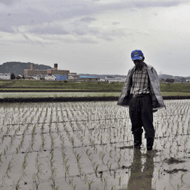 Een vijfde landbouwgrond China blijkt vervuild