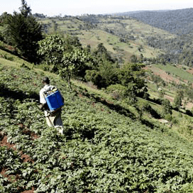 Nederlandse aardappel op rassenlijst Kenia
