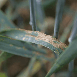 SPNA: septoria stabiel in granen