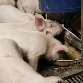 Sneller werken in de varkenshouderij