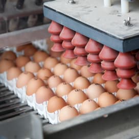 Anevei: kooiei niet meer in voeding