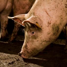 Brabant kan groei veestapel zelf stoppen