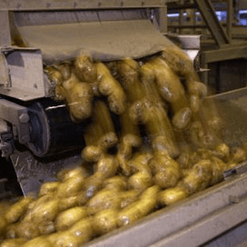 Belgische fritesrassen brengen 43 ton per hectare op
