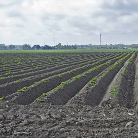 Hectares gezocht voor Alexia-aardappel