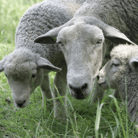 Aantal Franse schapen loopt verder terug