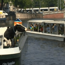 Koeien in de Amsterdamse grachtengordel