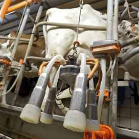 Buffer moet in melkveehouderij, niveau varieert