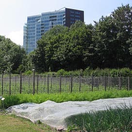 Stadslandbouw niet heilig als voedselruif