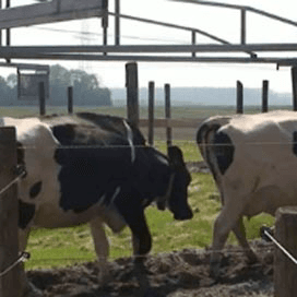 Zwangerschapsgym voor koeien