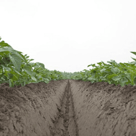 Belgen telen meer aardappelen