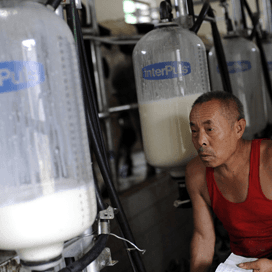 China ondersteunt melkveehouders