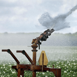 Droogte wordt zichtbaar in akkerbouwgewassen