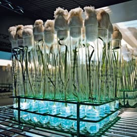 Bayer opent nieuw kweekcentrum voor tarwe