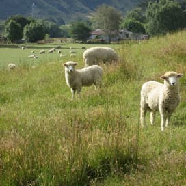 Steeds minder schapen binnen EU