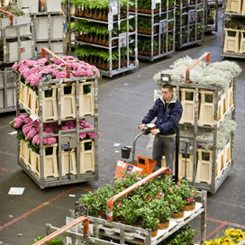 FNV hekelt bonus FloraHolland-top