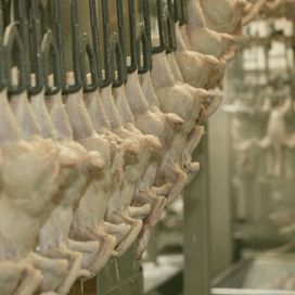 USDA hervormt toezicht pluimveeslachterijen