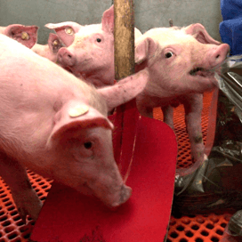 Vaex zoekt kwaliteitsbiggen op beurs