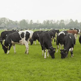 Meerderheid voor inperking grondloze groei