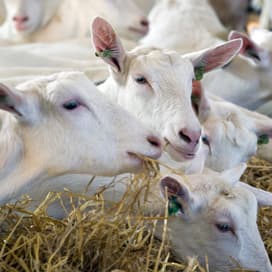Vrijstelling voor entstof tegen paratuberculose bij schapen en geiten