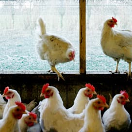 Belgische pluimveesector is kleiner geworden