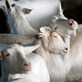 Brabant heft bouwstop geitenhouderij op