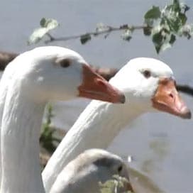 Ganzen beschoten in Beverwijk