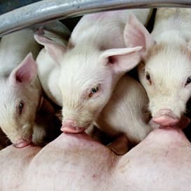 Nieuw ontwormingsmiddel voor varkens