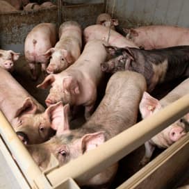 Drie ton winst voor Pigture Group