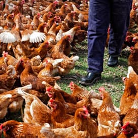 Pluimveesector inventariseert wensen van supermarkten