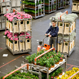 Meer omzet FloraHolland