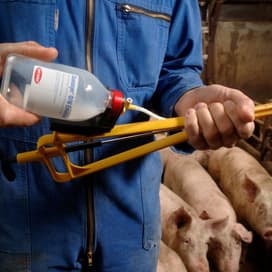 De Heus onderzoekt naaldloze ijzerinjectie