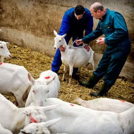 Vaccinatie Q- koorts vaak laat