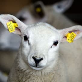 Ruim 30 lammetjes gestolen uit wei in Lopik