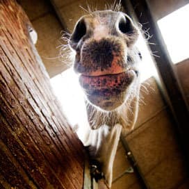 NVWA ontdekt illegale handel in paardensperma