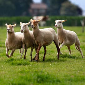 GD signaleert veel problemen met rode lebmaagworm
