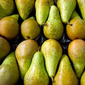 Fruittelers: miljoenen euro vorstschade
