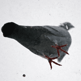 Zes meldingen Newcastle disease in 2011