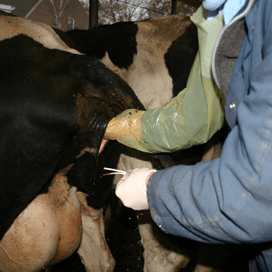 “Geborgde dierenarts zal blijven”