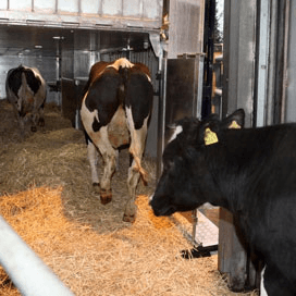 Russen in gesprek met EU over import levend vee