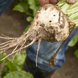 Betaseed niet grootste in bieten
