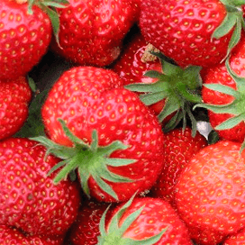 Aardbeienoogst naar recordhoogte