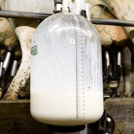 Ierland steunt nieuwe melkveehouders