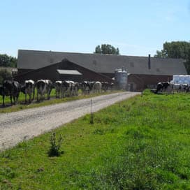Het kan: 11.000 kilo biologische melk per koe