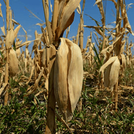 Droogte Californië kost boeren $1,5 miljard