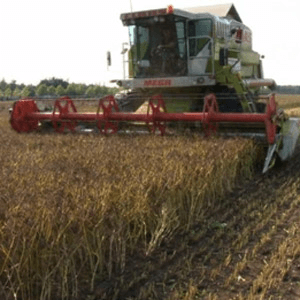 Lupineteelt brengt eiwit weer dichterbij