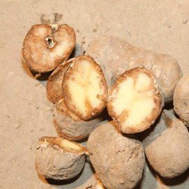 Samenwerking voor wereldwijde aanpak phytophthora