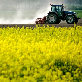 Koolzaadoogst in EU valt hoger uit