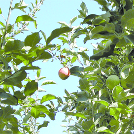 ‘Tientallen miljoenen vorstschade fruitteelt’