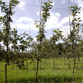 Kansen voor varkensmest in de fruitteelt